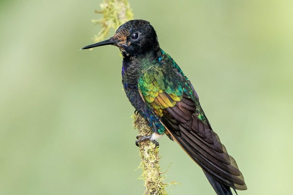 Ecuador Hummingbirds | Julie Horton Photography